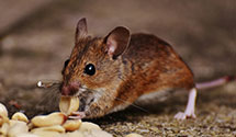 24 Hour & Emergency Exterminators in Lake Metigoshe, ND